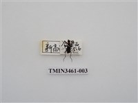 藏品(玉山尖細花天牛)的圖片